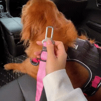 Cinturón de seguridad para perro
